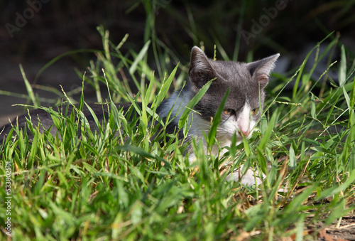 Fototapeta Naklejka Na Ścianę i Meble -  portrait kitten in the grass 