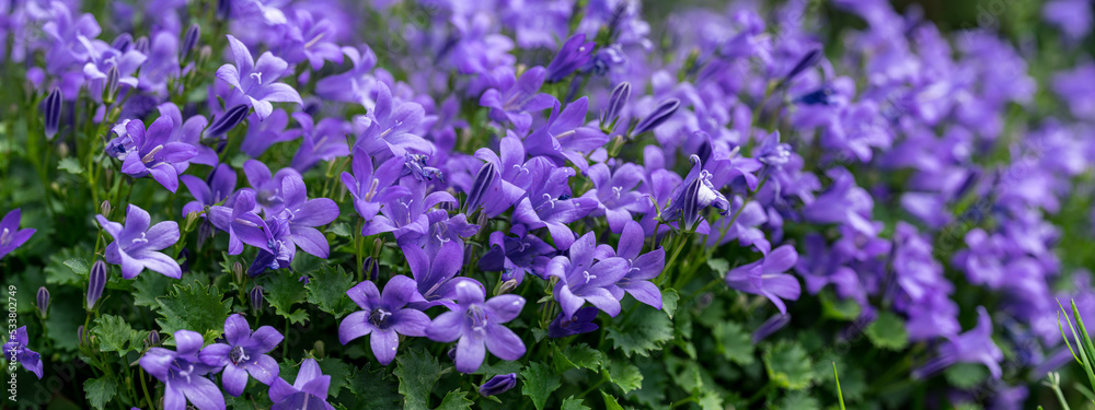 Campanula poscharskyana, the Serbian bellflower or trailing bellflower, semi-evergreen trailing perennial, valued for its lavender blue star shaped flowers. close up. blurred background. Campanula poscharskyana, the Serbian bellflower or trailing bellflower, semi-evergreen trailing perennial, valued for its lavender blue star shaped flowers. close up. blurred background.