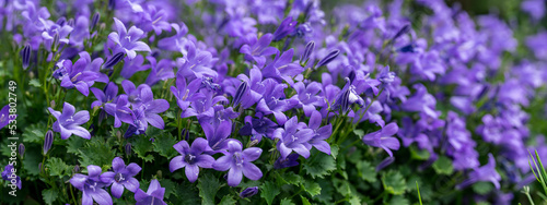 Campanula poscharskyana  the Serbian bellflower or trailing bellflower  semi-evergreen trailing perennial  valued for its lavender blue star shaped flowers. close up. blurred background.