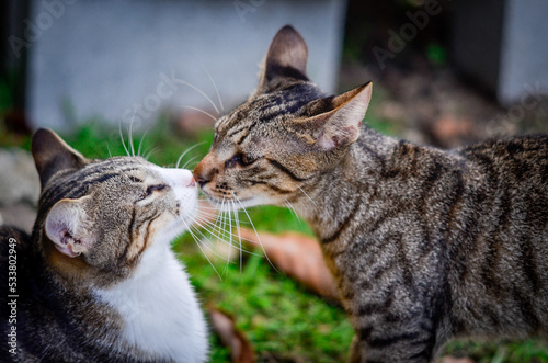 La creación del felino Adán 