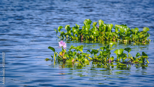 down in the bayou