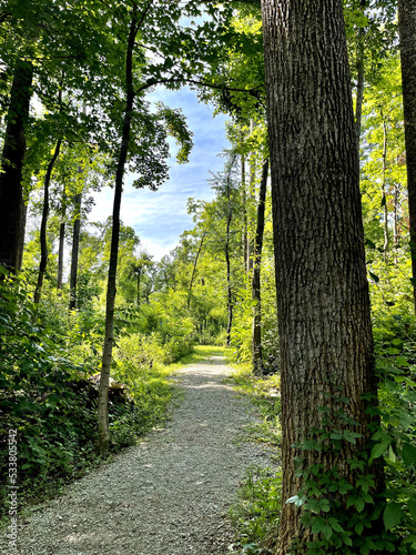 Meandering Forest Path