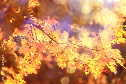 yellow tree crown background top, fall leaves majestic