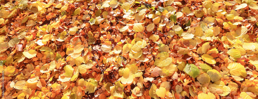 yellow fallen leaves abstract background, calendar golden fall yellow fallen leaves abstract background, calendar golden fall