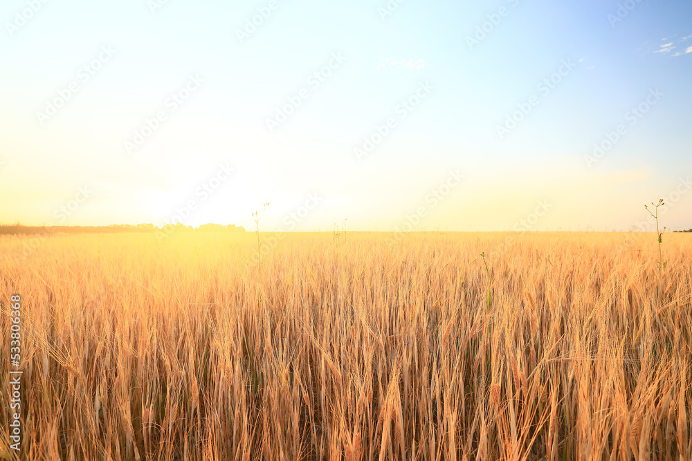 crisis harvesting grain spikelets sun sunset background