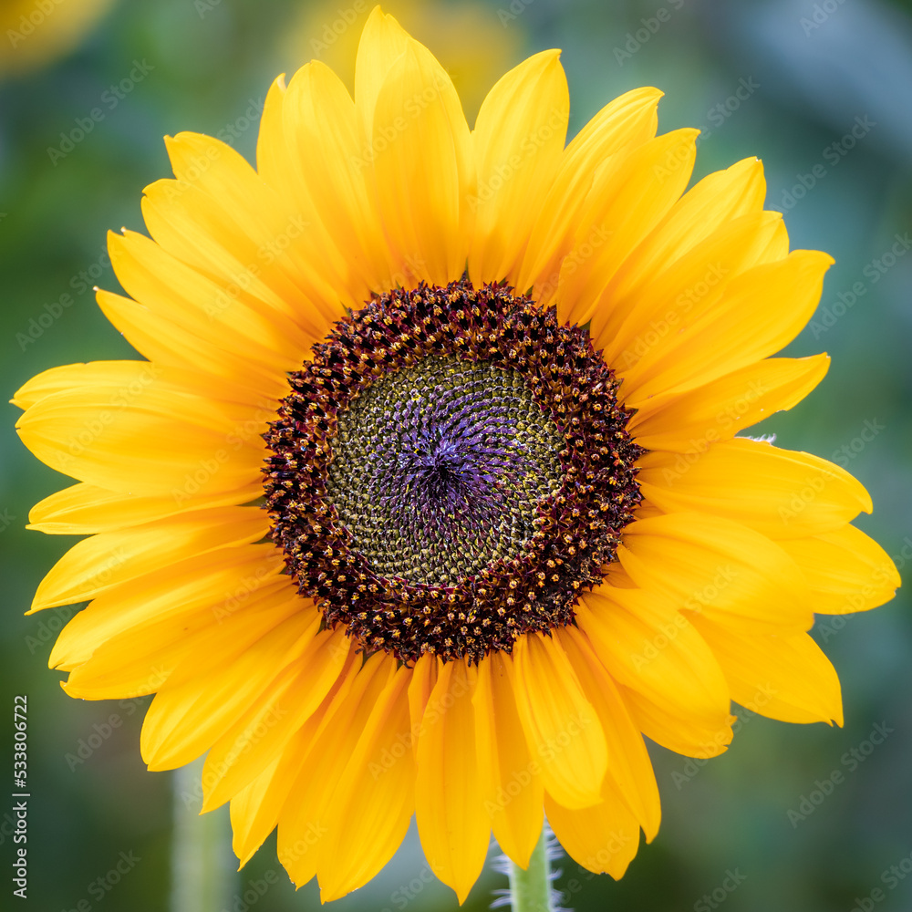 Naklejka premium Simple, Single, Sunflower