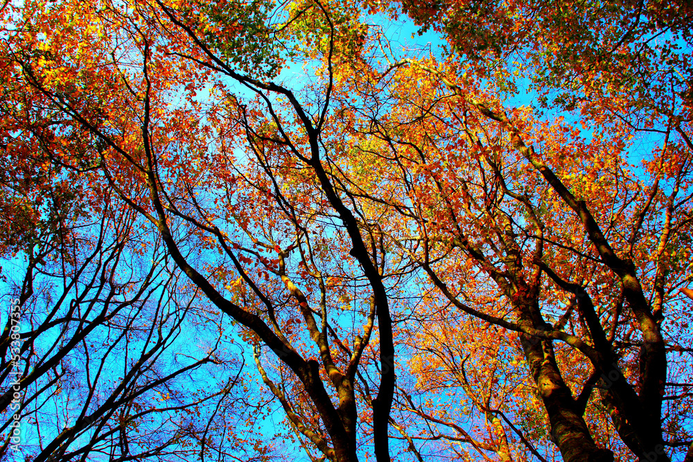 Fancifully curved branches of beech trees with autumn colored leaves and the blue sky in the background in Monte San Vicino e Monte Canfaito natural reserve Fancifully curved branches of beech trees with autumn colored leaves and the blue sky in the background in Monte San Vicino e Monte Canfaito natural reserve