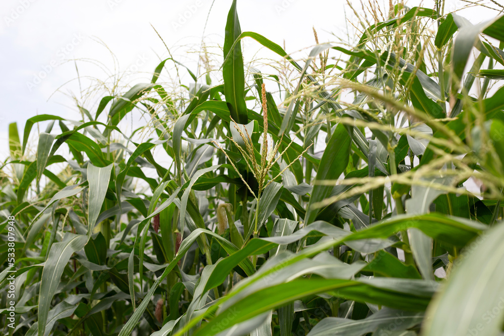 Young corn fruits on the corn field Young corn fruits on the corn field
