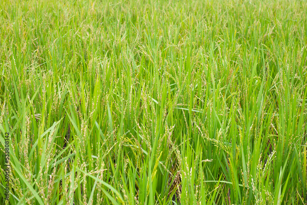 Rice plant in rice field.
