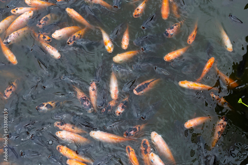 Red tilapia fish in the pond