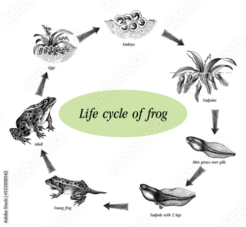 Life cycle of frog hand drawing engraving style clip art