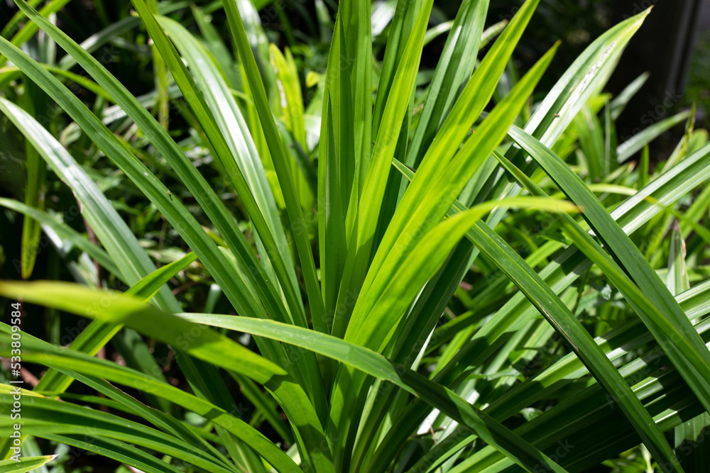 Green pandan leaves in the garden. Green pandan leaves in the garden.