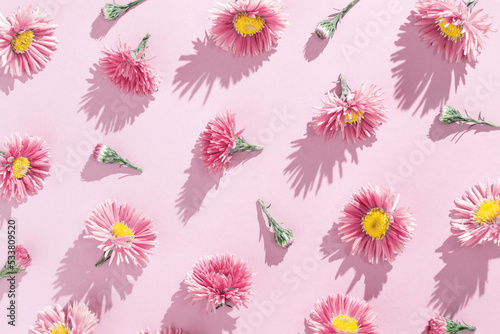 Minimal trend pattern of autumn pink flowers. Flower bushy aster, beautiful blooming plants. Floral style background of pink blooms with dark shadows at sunlight. Monochrome flowery pattern