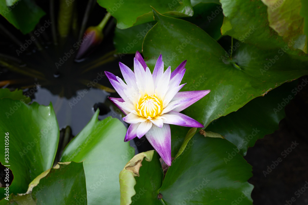 Nymphaea lotus flower with leaves, Beautiful blooming water lily Nymphaea lotus flower with leaves, Beautiful blooming water lily