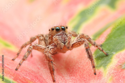 Jumping spider on beautiful green leaf in the garden. Hyus spider on flowers with green background.