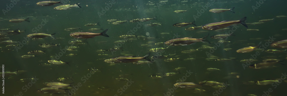 flock of small fish underwater, freshwater bleak fish anchovy seascape