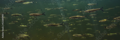 Obraz na płótnie flock of small fish underwater, freshwater bleak fish anchovy seascape w salonie
