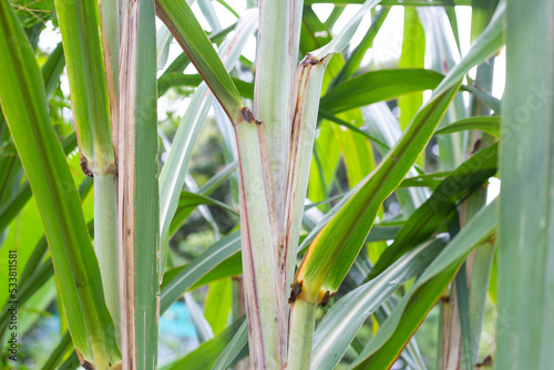 Sugar cane plant with green leaves