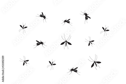 Mosquito vector. Mosquitoes bite humans. Flying insect illustration. Malaria plague insects