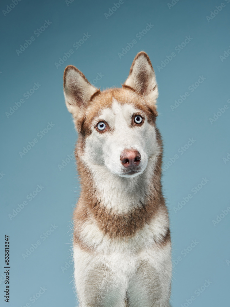 husky on a blue background. Beautiful dog in the studio