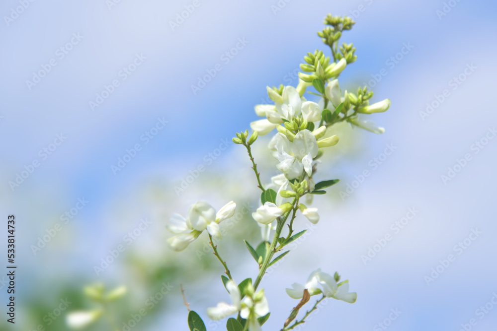 萩の花(白) 萩の花(白)