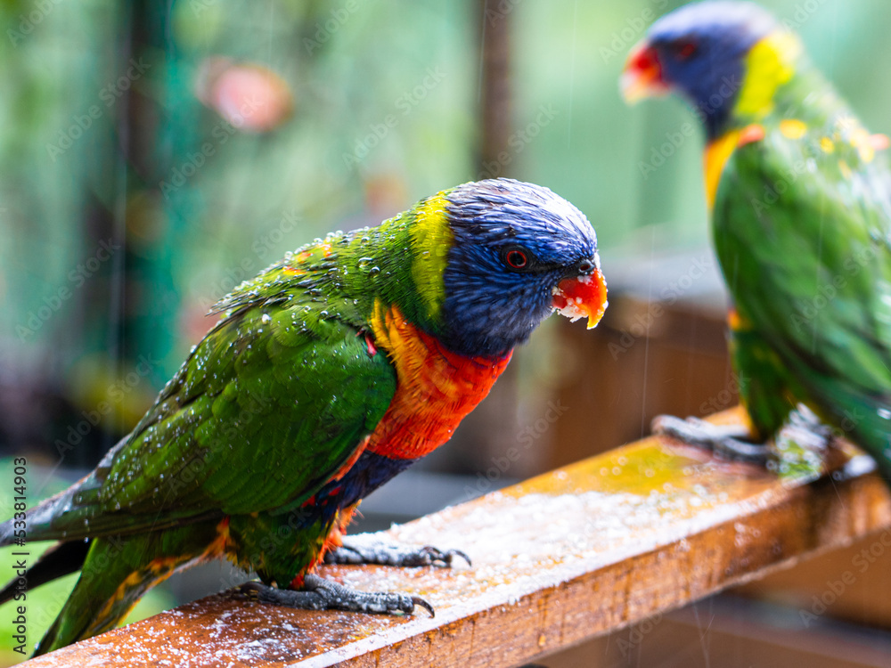 Naklejka premium Lorikeet