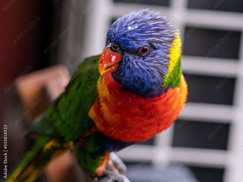 Naklejka premium Lorikeet