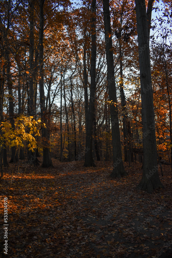 Obraz premium autumn in the park