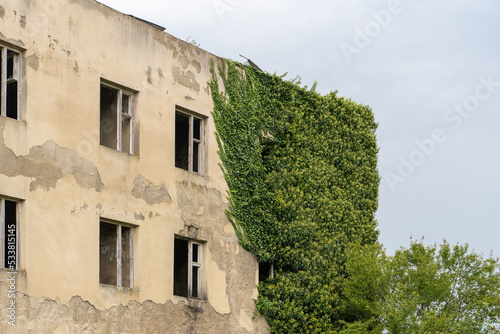 An abandoned building with windows without glass overgrown with a green plant bindweed photo