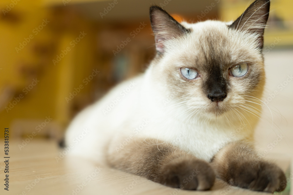 cute cat looking around, concept of pets, domestic animals. Close-up portrait of cat sitting down looking around