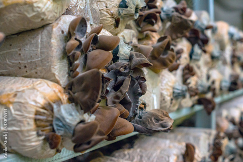 Close-up of red ear mushrooms that are still in the bag and have not been harvested, cultivation of red ear mushrooms lined up on a wooden shelf in the room