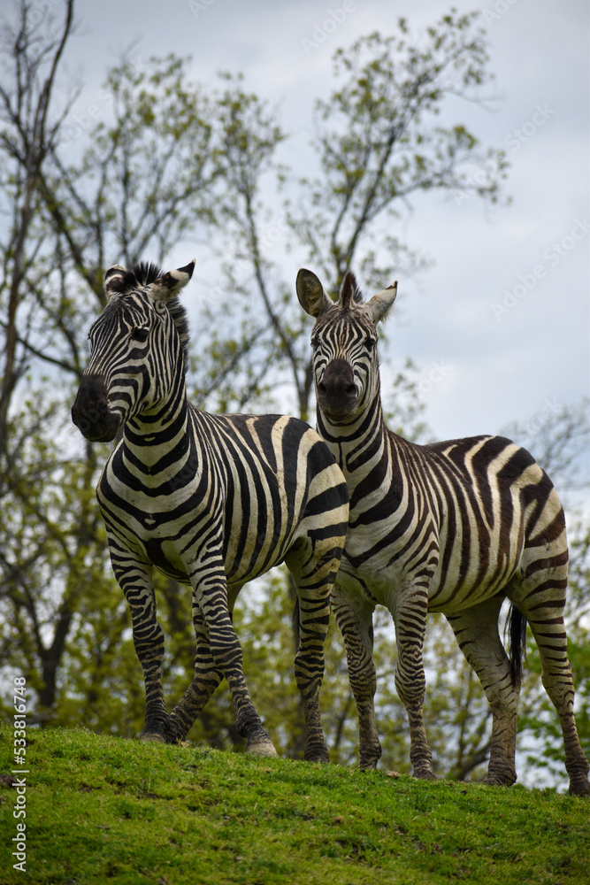Fototapeta premium Zebras