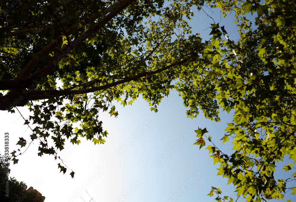 Fototapeta premium backlit tree leafs with blue sky background