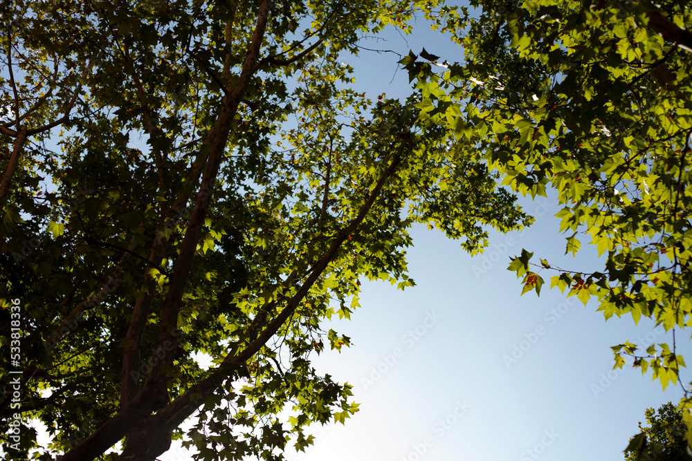Fototapeta premium backlit tree leafs with blue sky background