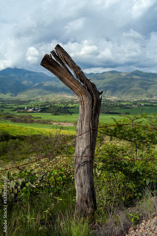 close up of tree trunk with landscape background in loja ecuador