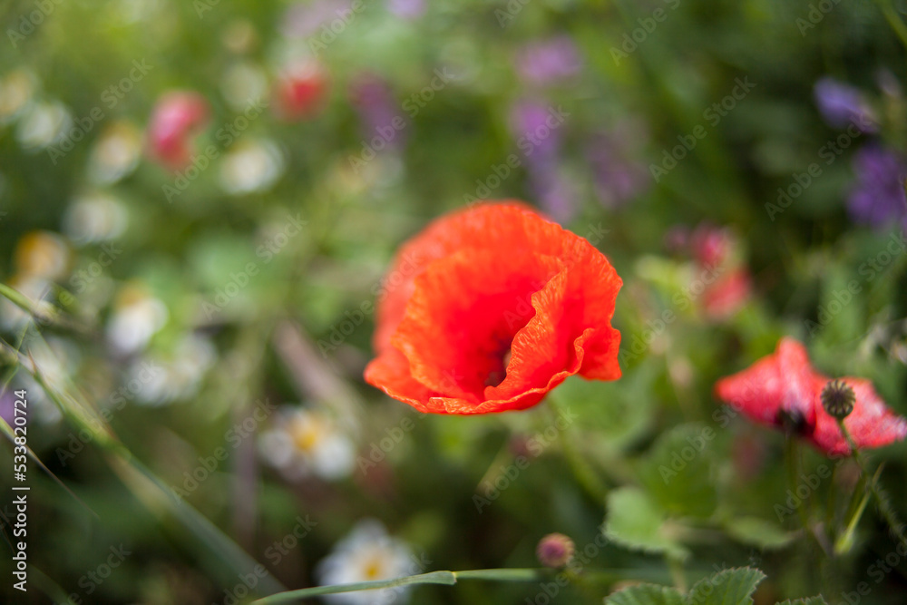 Fototapeta premium Macro close up portrait of red oriental poppy flower, nature