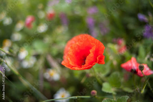 Macro close up portrait of red oriental poppy flower, nature