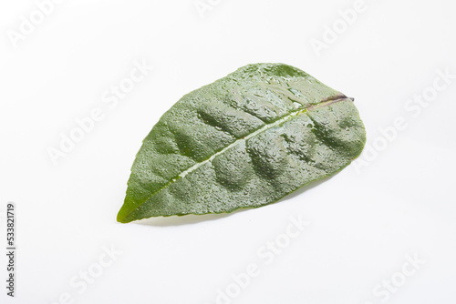 Ilex Guayusa leaf in white background isolated droplets caffeine