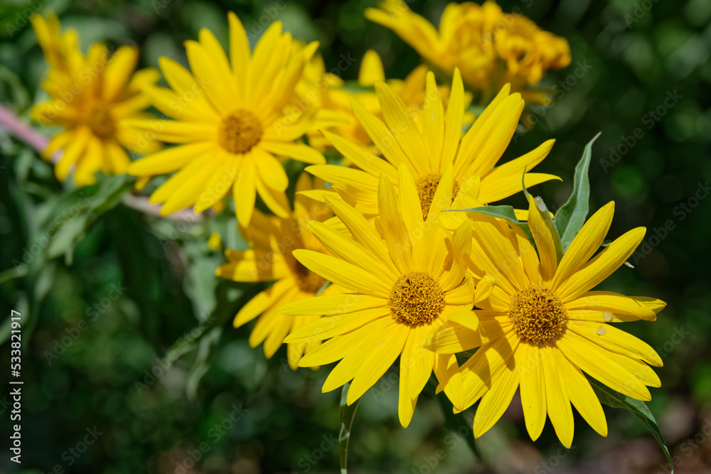 The Maximilian Sunflower (Helianthus maximiliani) is a branching perennial herb, native to the central U.S. The Maximilian Sunflower (Helianthus maximiliani) is a branching perennial herb, native to the central U.S.