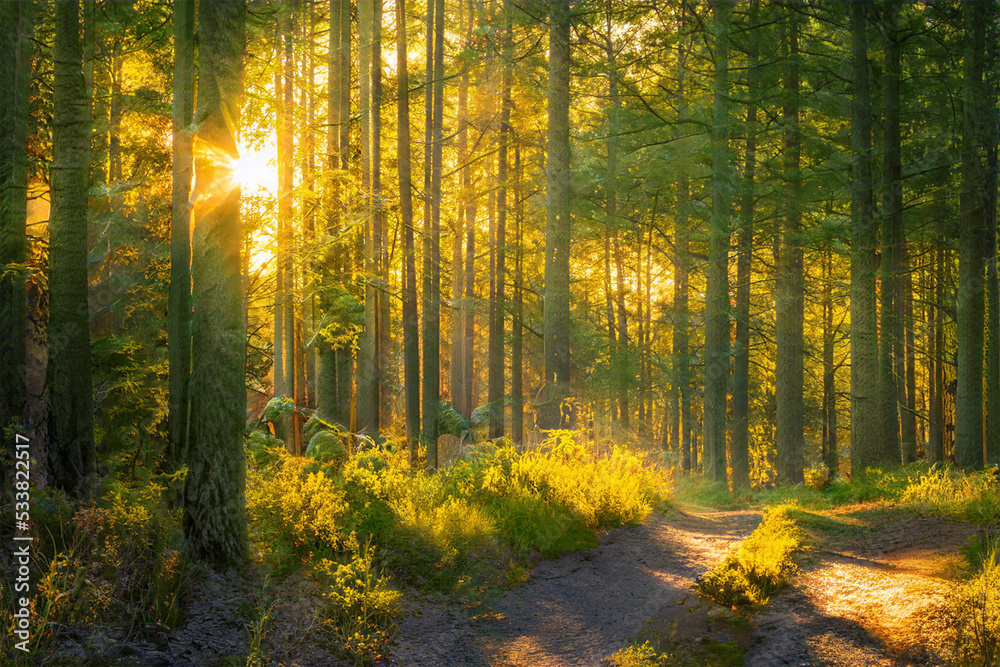 Obraz premium Magical sunset in the forest.