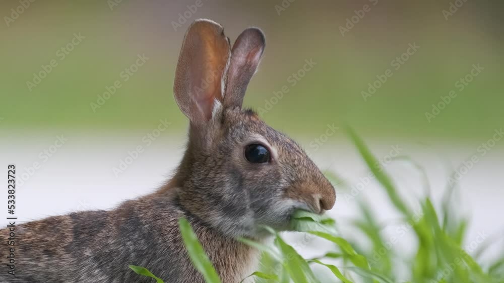 Grey small hare eating grass on summer field. Wild rabbit in nature Grey small hare eating grass on summer field. Wild rabbit in nature