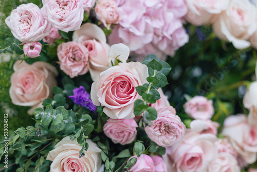 blooming pink roses in the garden