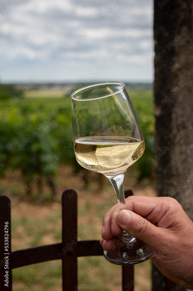 Obraz premium Tasting of white dry wine made from Chardonnay grapes on grand cru classe vineyards near Puligny-Montrachet village, Burgundy, France