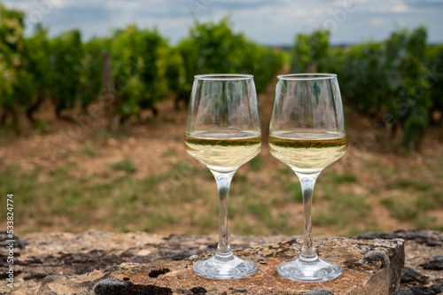 Tasting of white dry wine made from Chardonnay grapes on grand cru classe vineyards near Puligny-Montrachet village, Burgundy, France