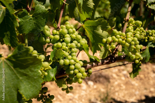 Wallpaper Mural Chardonnay grape growing on Panoramic hilly Chablis Grand Cru appellation vineyards on limestone and marl soils, Burdundy, France Torontodigital.ca