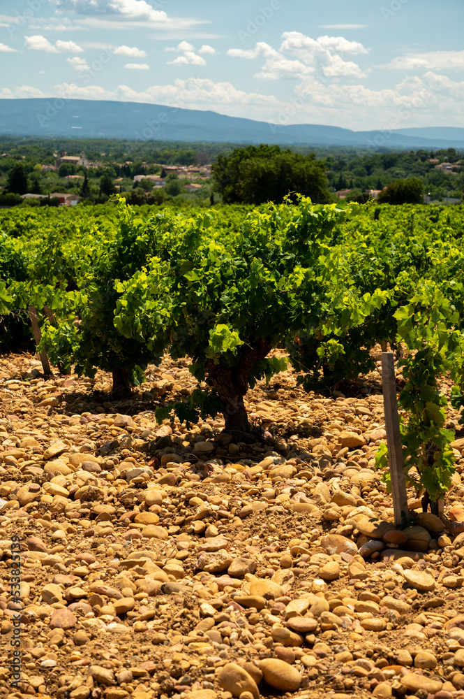 Green grapevines growing on rounded pebbles on vineyards near famous winemaking ancient village Châteauneuf-du-Pape, Provence, France Green grapevines growing on rounded pebbles on vineyards near famous winemaking ancient village Châteauneuf-du-Pape, Provence, France
