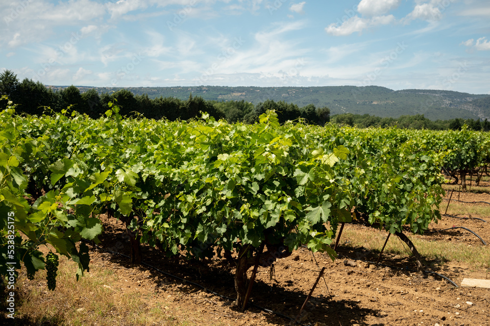 Rows of green grapevines growing on pebbles on vineyards near Lacoste village in Luberon, Provence, France