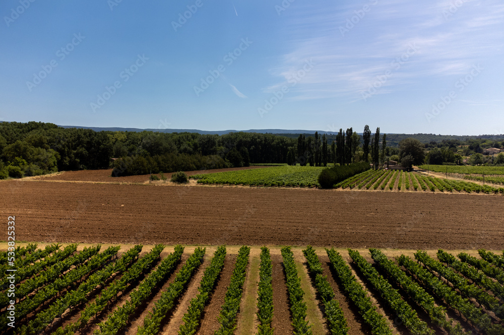 Obraz premium Rows of green grapevines growing on pebbles on vineyards near Lacoste village in Luberon, Provence, France