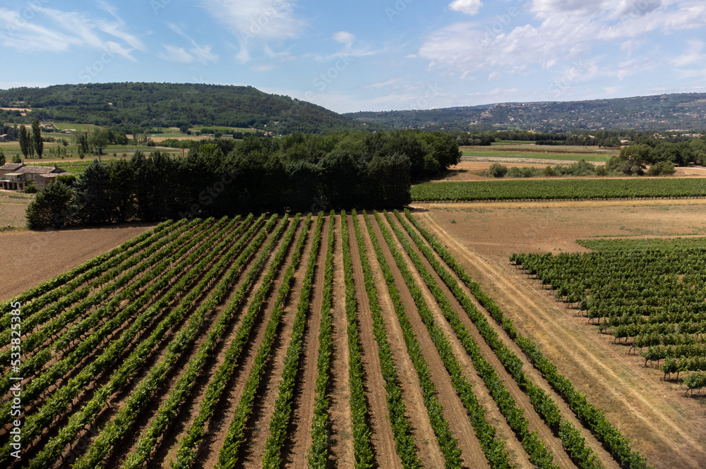 Rows of green grapevines growing on pebbles on vineyards near Lacoste village in Luberon, Provence, France