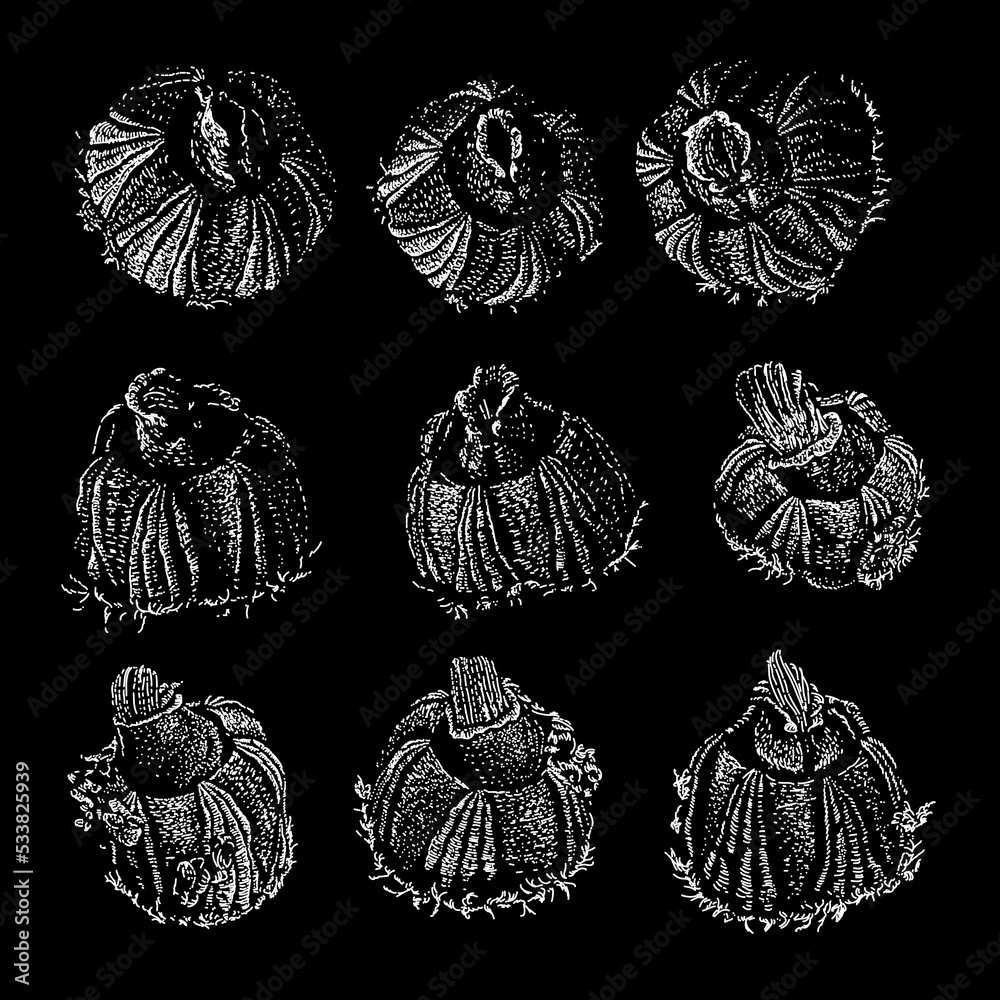 Barnacle hand drawing vector illustration isolated on black background